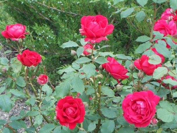 Černice v pohári - obrázok 2