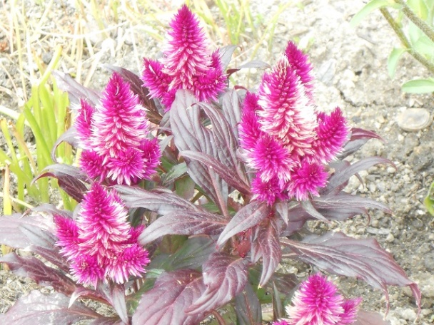 Černice v pohári - obrázok 3