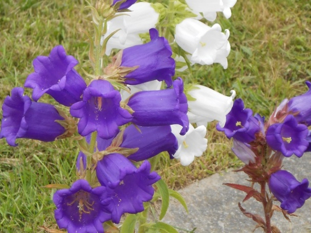 Černice v pohári - obrázok 4