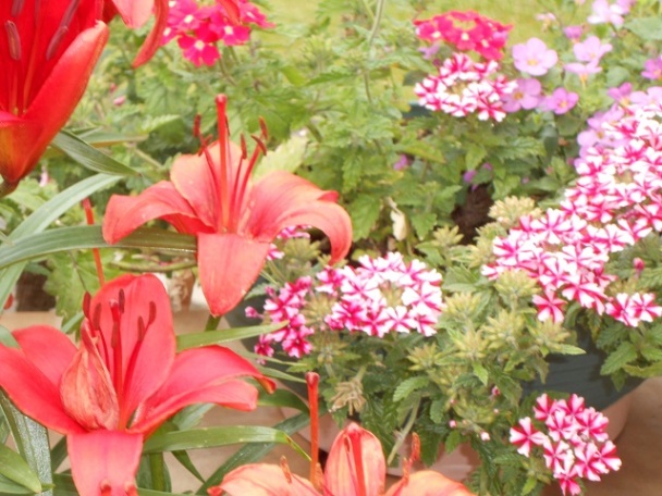 Černice v pohári - obrázok 5