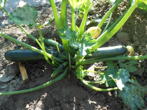 Cuketový predkrm za 10 minút (fotorecept) - obrázok 1