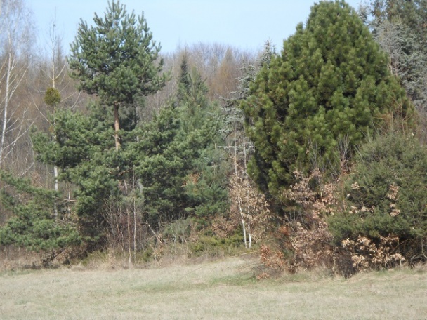 Žihľavová polievka (fotorecept) - obrázok 1