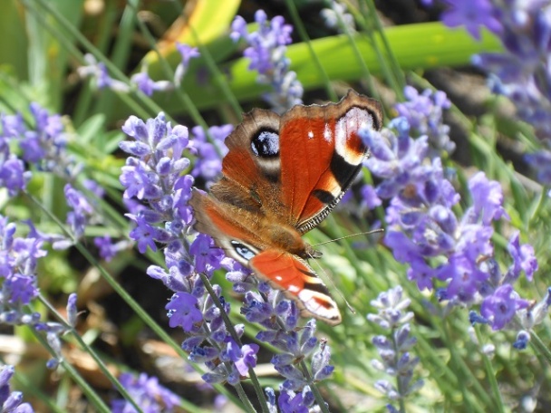 Bezlepková mrkvovo-orechová torta (fotorecept) - obrázok 6