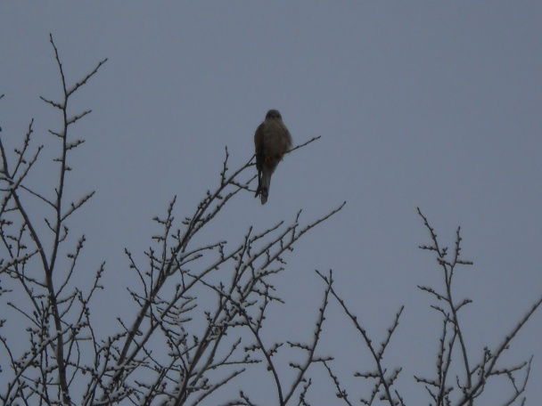 Medvedí cesnak - raňajky, obed, večera (fotorecept) - obrázok 5