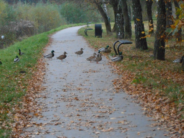 Kuracie plátky pečené v rúre (fotorecept) - obrázok 7