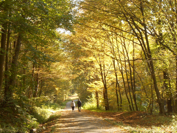Kalerábové ragú s cirokom a hráškom (fotorecept) - obrázok 5