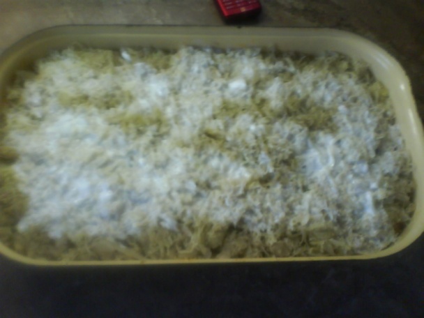 Koložvárska kapusta - obrázok 4