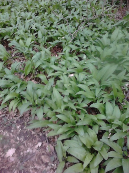 Bryndzové krúpy s cibuľou a paprikou - obrázok 5