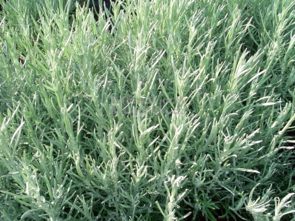 Zeleninová ryža s tempehom (fotorecept) - obrázok 6