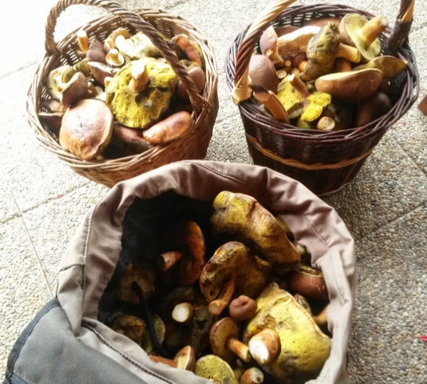 Hubové lečo (fotorecept) - obrázok 5