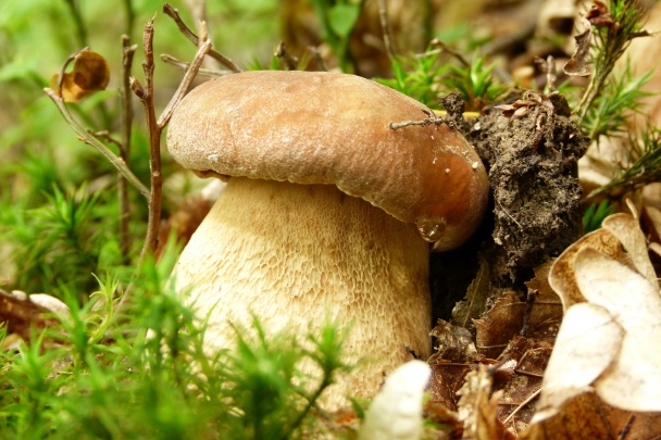 Camembert s hríbmi - obrázok 4