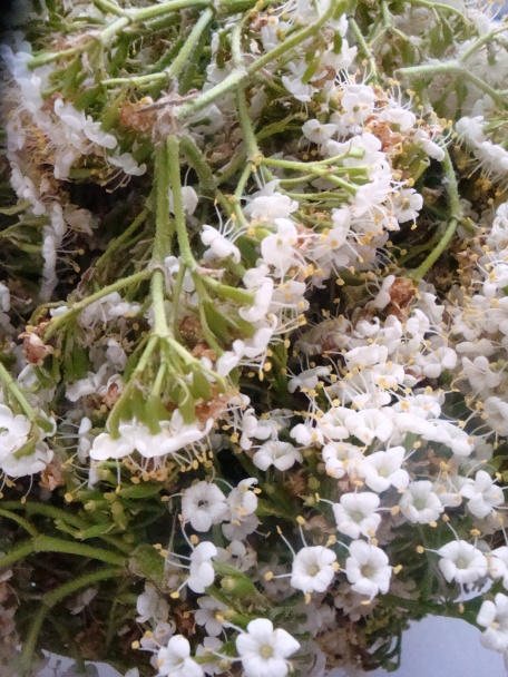 Bazový sirup  - obrázok 1