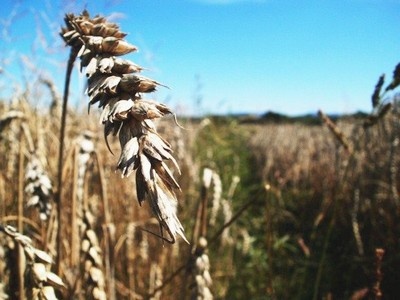Placka Katka (fotorecept) - obrázok 1
