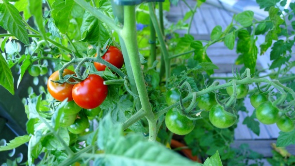 Tortiglioni so šošovicou, pórom a hroznom (fotorecept) - obrázok 8