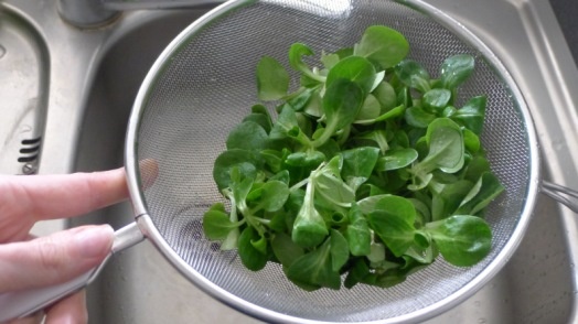 Poľníčkové pesto (fotorecept) - obrázok 2