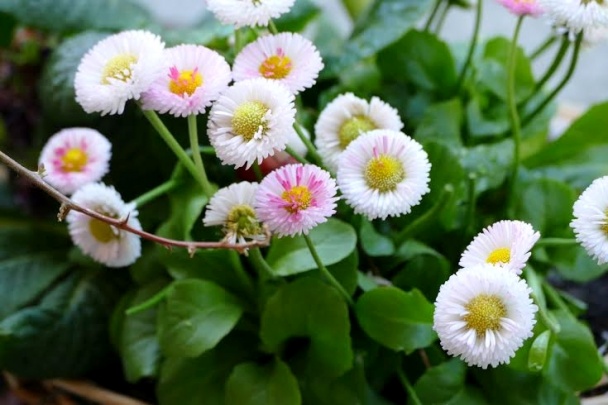 Pečivo s bazalkou a píniovými orieškami - obrázok 5