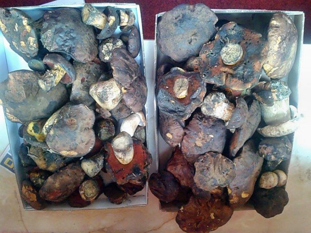 Praženica z hríbov sináľov-modrákov (fotorecept) - obrázok 1