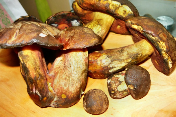 Bravčové karé na hubách (fotorecept) - obrázok 7