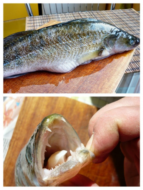 Zubáč s bryndzovou cuketou (fotorecept) - obrázok 1