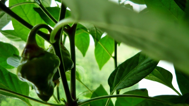 Marhuľový koláč s jogurtom a černicami (fotorecept) - obrázok 4