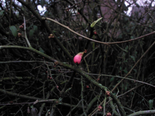 Marinovaný miš-maš - obrázok 1