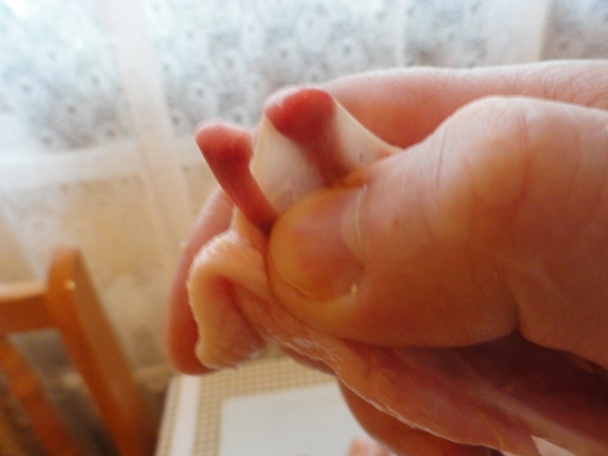 Prívarok zo šťaveľa (fotorecept) - obrázok 11