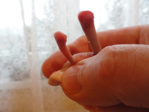 Prívarok zo šťaveľa (fotorecept) - obrázok 12