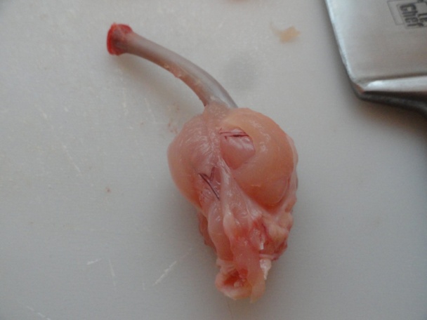 Prívarok zo šťaveľa (fotorecept) - obrázok 15