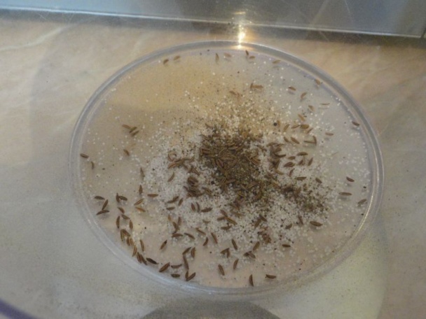 Klobása z ryby (fotorecept) - obrázok 15