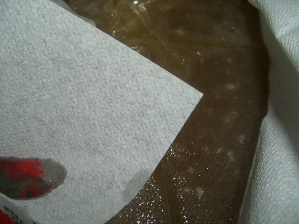 Huspenina (studenô) (fotorecept) - obrázok 4