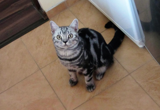 Mäsová roláda Ham - Mňam - obrázok 4