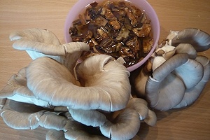 Hliva na smotane s polentou (fotorecept) - obrázok 1