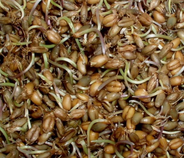 Kalkýš - obrázok 1