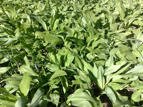 Polievka z medvedieho cesnaku (fotorecept) - obrázok 11