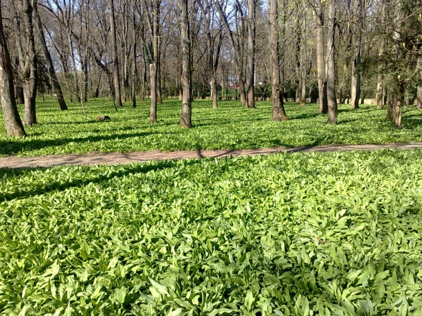 Polievka z medvedieho cesnaku (fotorecept) - obrázok 12