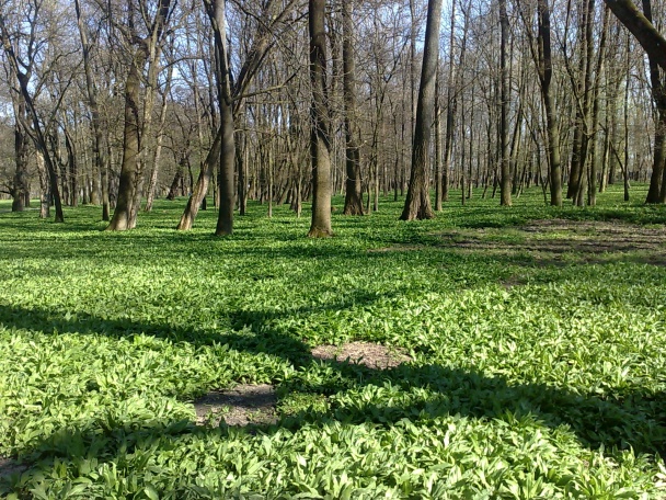 Polievka z medvedieho cesnaku (fotorecept) - obrázok 13