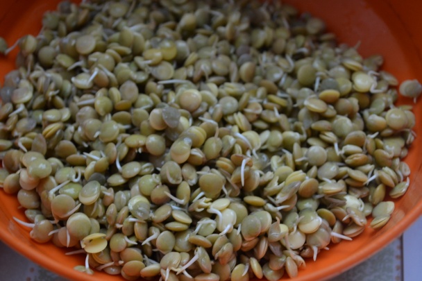 Šošovicové klíčky s tvarohom a medom - obrázok 5