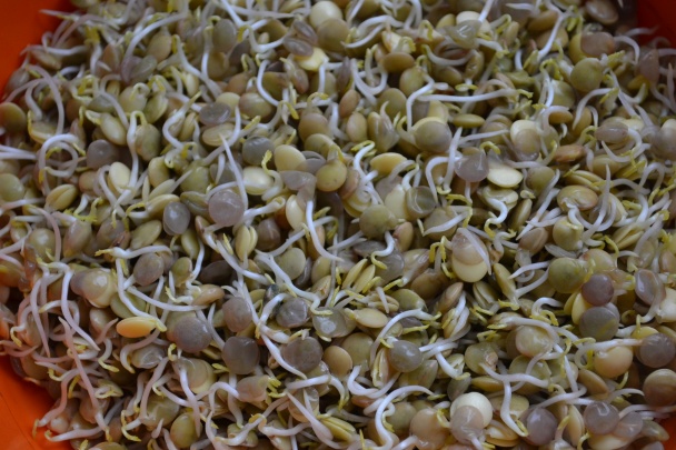 Šošovicové klíčky s tvarohom a medom - obrázok 6