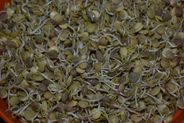 Šošovicové klíčky s tvarohom a medom - obrázok 7