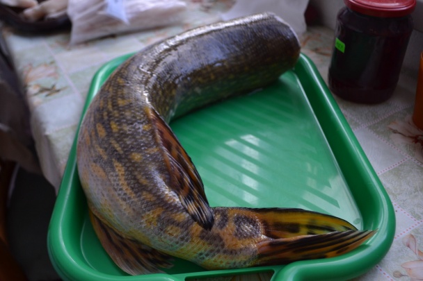 Šťuka na masle (fotorecept) - obrázok 1