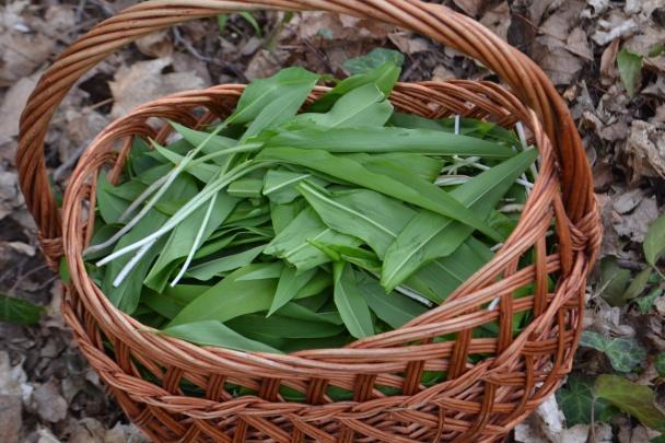 Pasta z medvedieho cesnaku (fotorecept) - obrázok 1