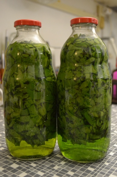 Medvedí cesnak - tinktúra (fotorecept) - obrázok 5