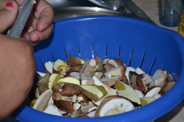 Hríbovica (fotorecept) - obrázok 1