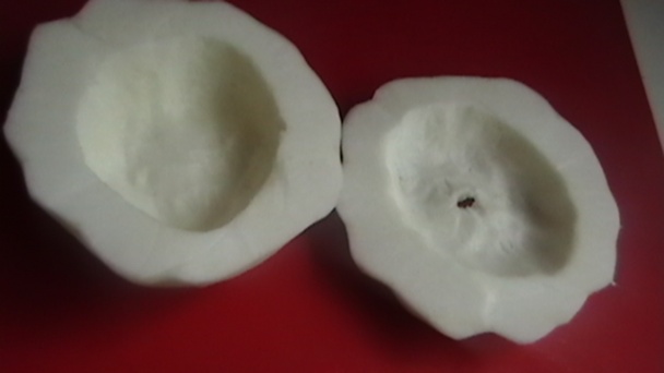 Patizón a la Ufo (fotorecept) - obrázok 5