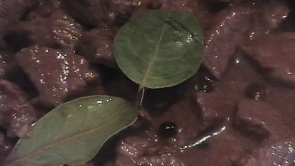 Hovädzie na kyslo (fotorecept) - obrázok 2