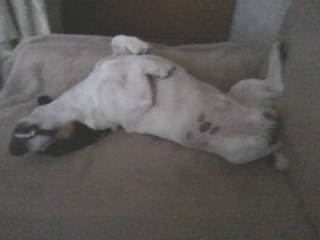 Smotanové zemiaky zo šunkovaru (fotorecept) - obrázok 13