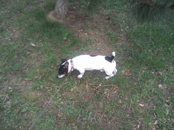 Smotanové zemiaky zo šunkovaru (fotorecept) - obrázok 12