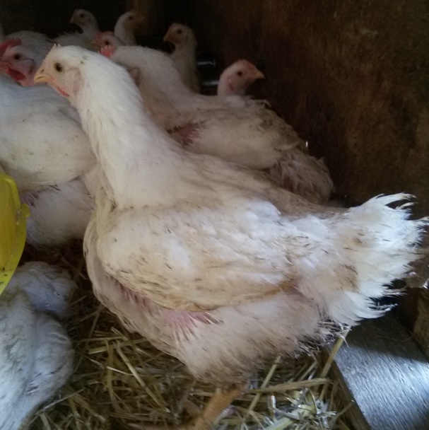 Pečené kura - domáce verzus veľkochov (fotorecept) - obrázok 1