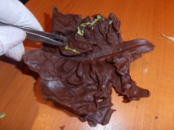 Sníval sa mi sen - obrázok 4