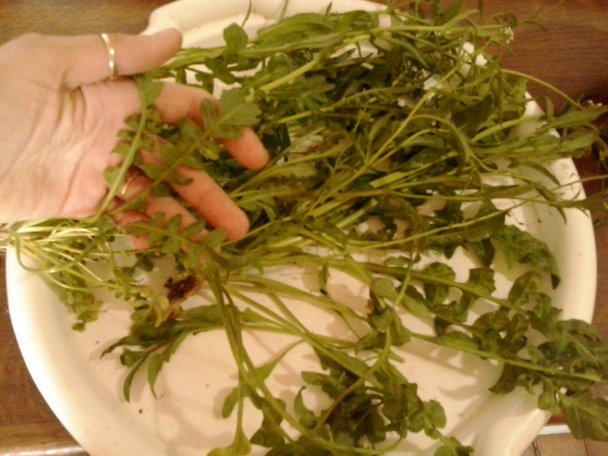 Ebemekmeği çorbası - polievka z pastierskej kapsičky (fotorecept) - obrázok 2